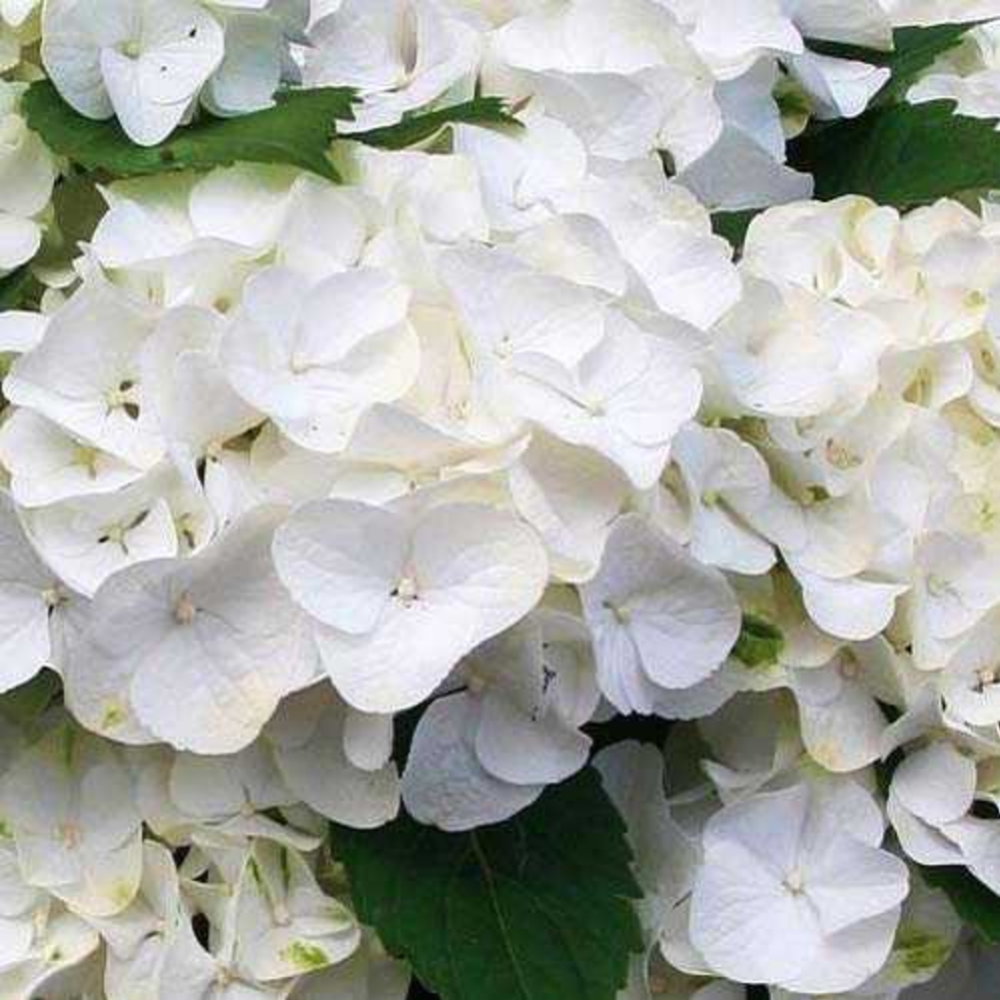 Ortanca Fidanı Beyaz, fidanistanbul internetten Hydrangea macrophylla White bitk