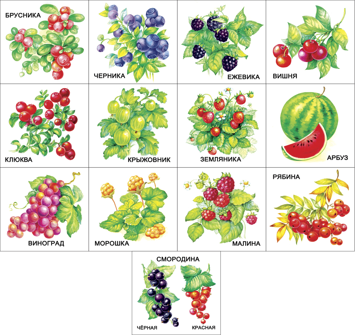 Развивающие карточки. Ягоды