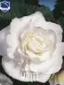 Клубни бегонии Дабл Уайт 3 шт