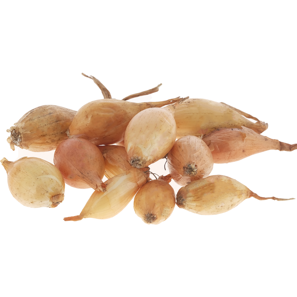 Лук-севок Стурон (Голландия) весенние луковичные - описание, фото, агротехника