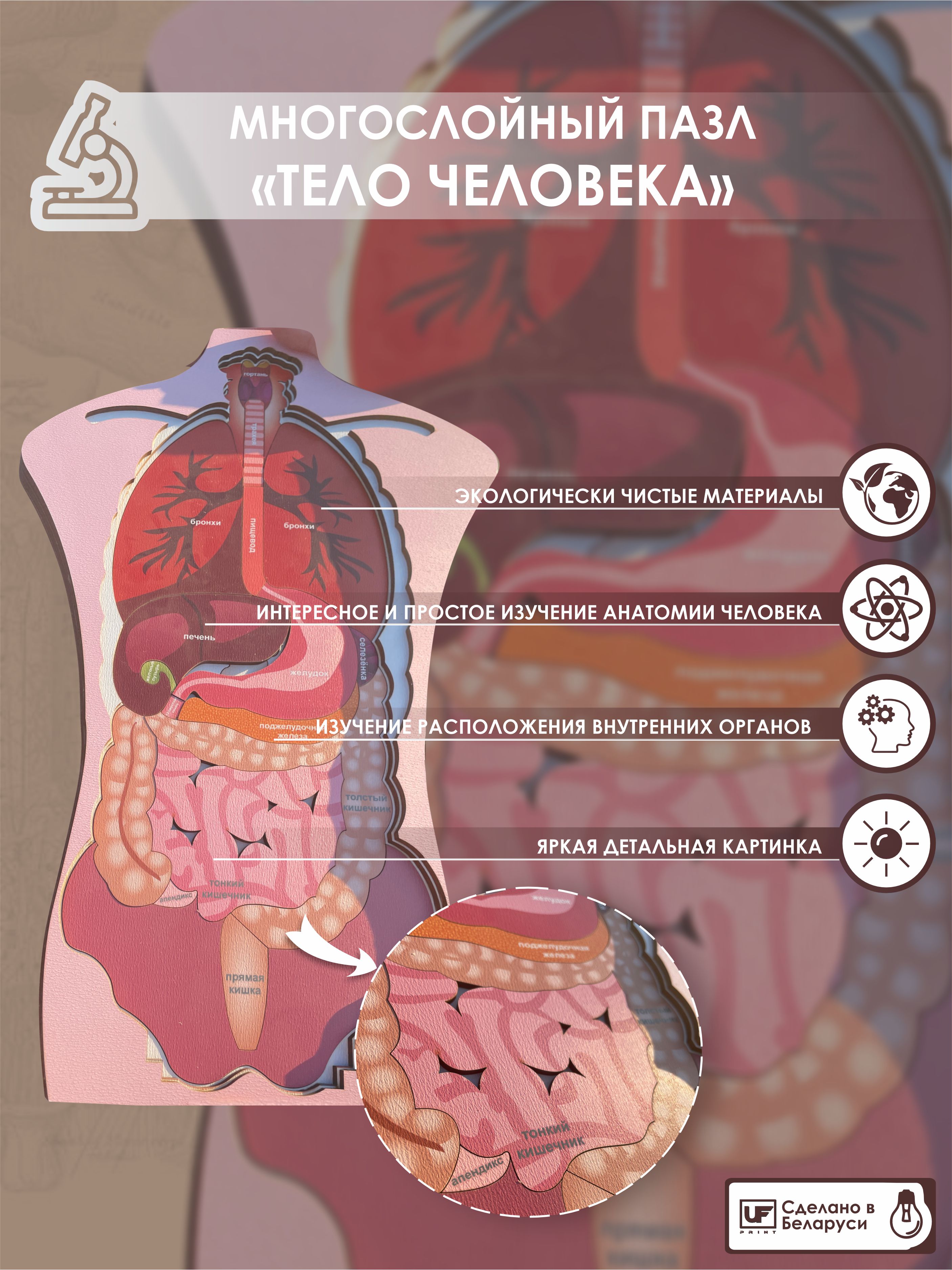 Деревянный многослойный пазл "Тело человека"