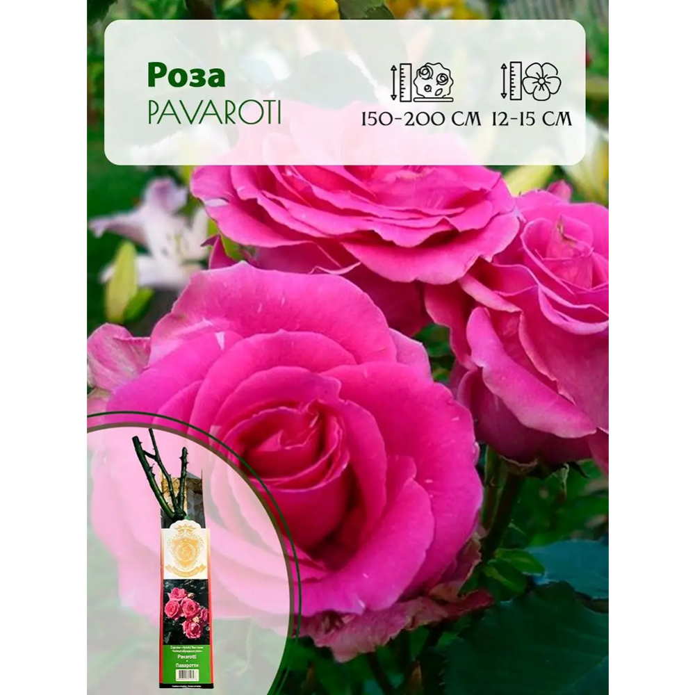 Саженец «Роза Pavaroti чайно-гибридная» С3