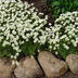 Саженец Камнеломка Арендса ВАЙТ СТАР (100-0025)