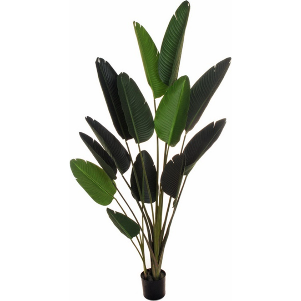 Искусственное растение «Koopman» Банановое дерево, в горшке, 80-286727, зеленый, 210 см