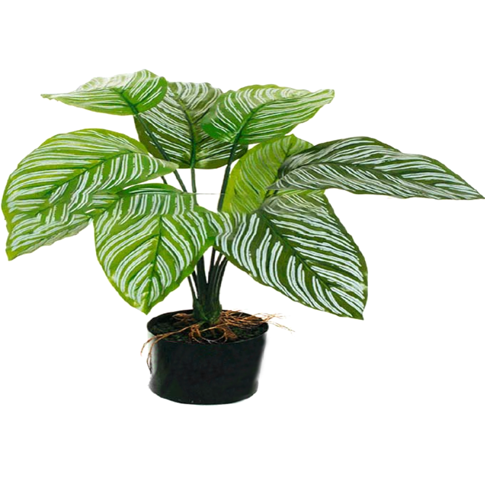 Искусственное растение «Koopman» Калатея, в горшке, 80-392343, зеленый, 60 см