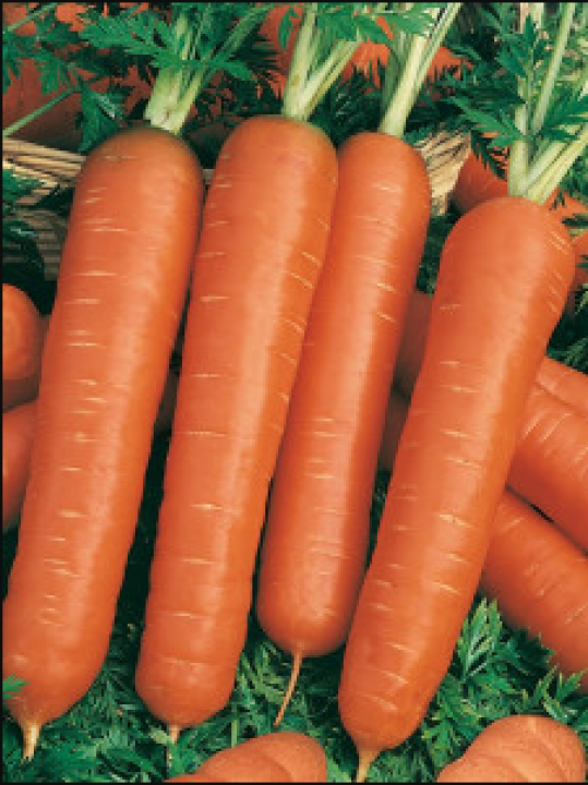 Семена Морковь столовая Тушон 2 пакетика