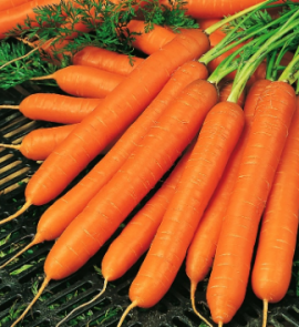Семена Морковь дражированная "Амстердам" 2 пакетика