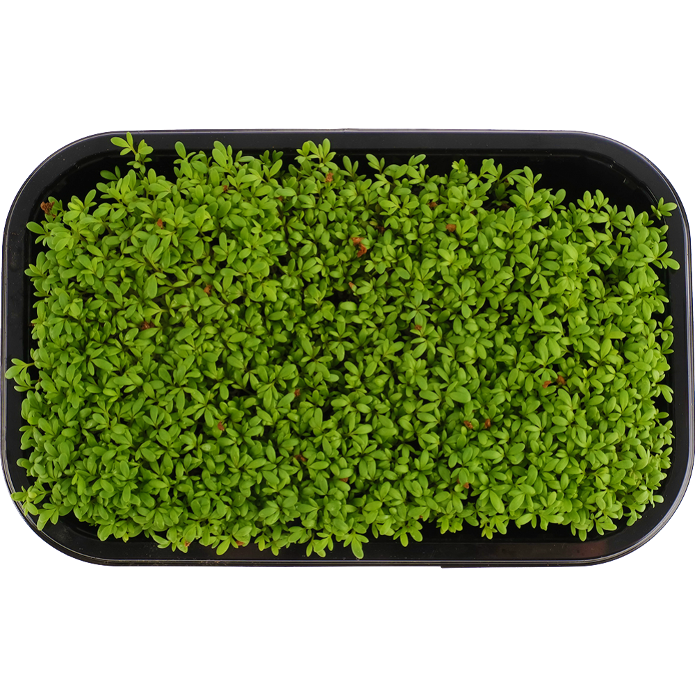 Микрозелень «Зеленый Фермер» Кресс-салат, 30 г #2