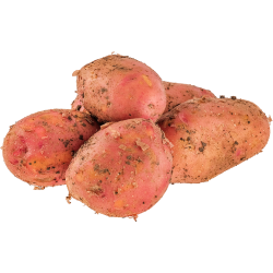 Кар­то­фель ранний, крас­ный, 1 кг