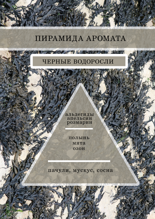 Аромамасло, Отдушка универсальная, Парфюмерно-косметическая Черные водоросли 100 гр