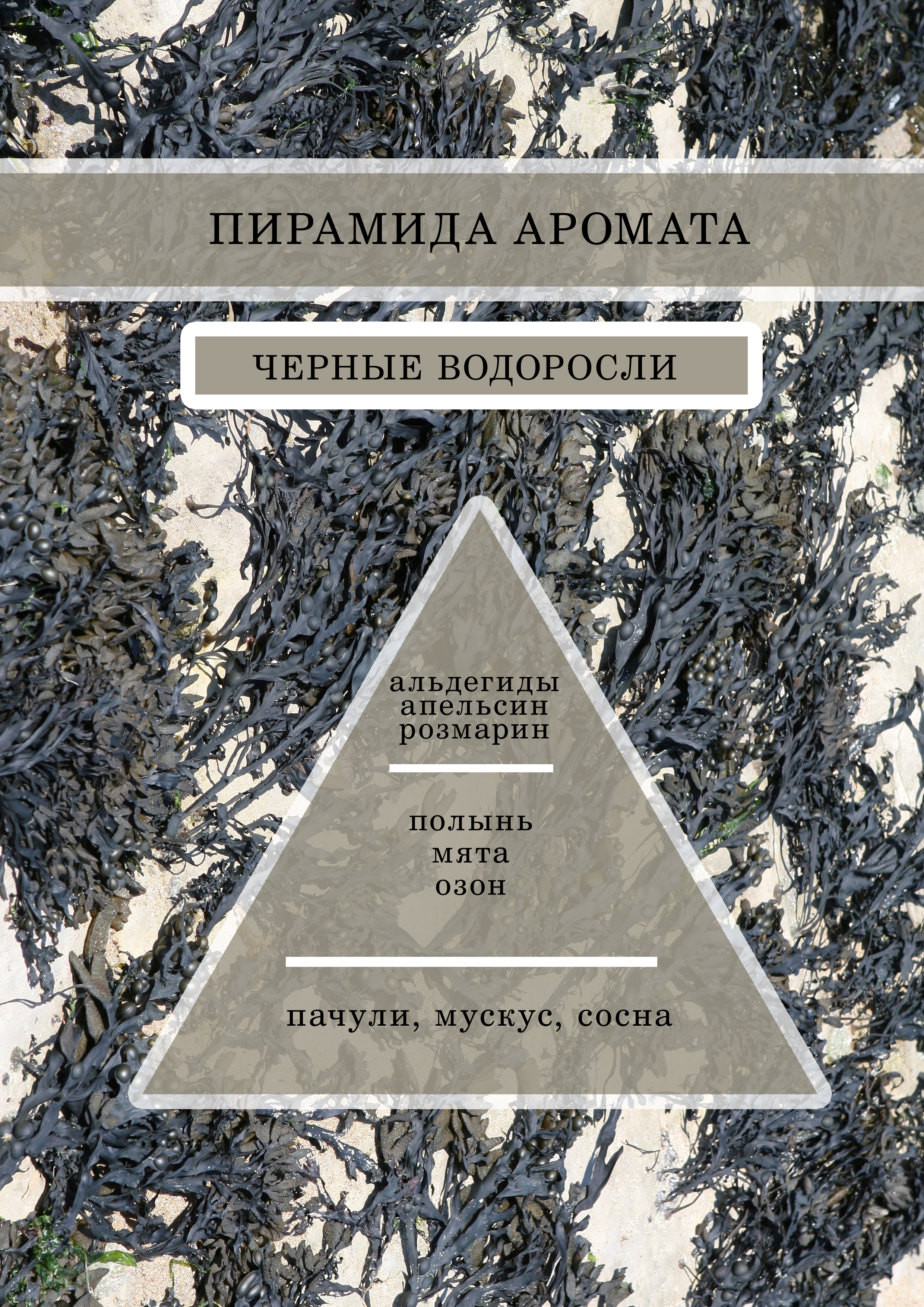 Аромамасло, Отдушка универсальная, Парфюмерно-косметическая Черные водоросли 30 гр