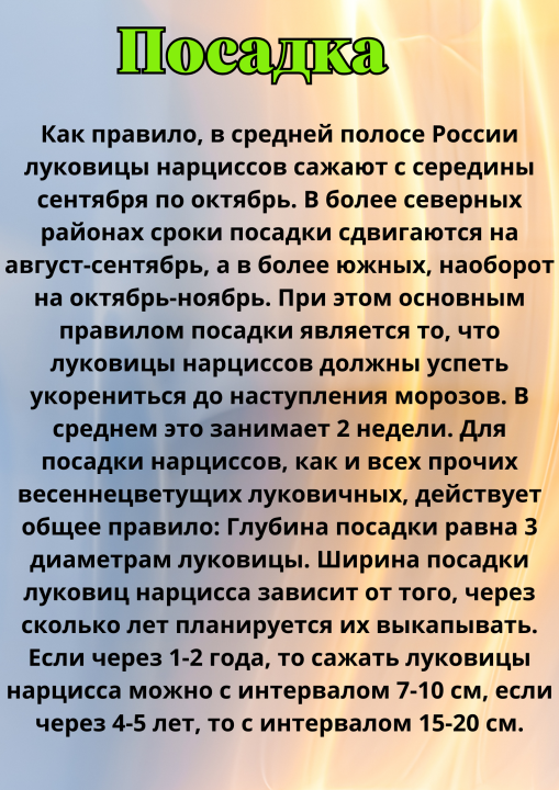 Нарцисс Карлтон крупнокорончатый 3 шт луковичные цветы