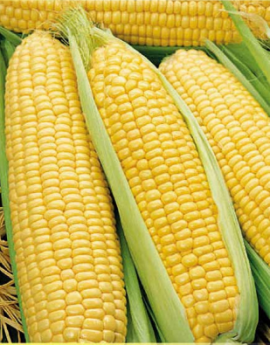 Семена Кукурузы сахарная Золотой Бантам 2 пакетика