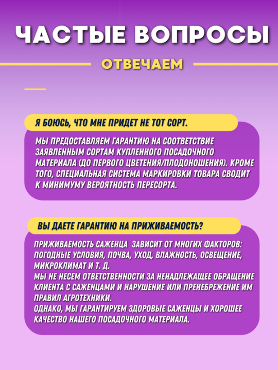 Клематис Протеус саженец в горшке р9