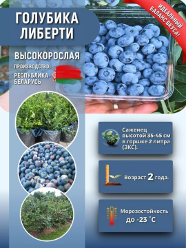 Голубика Либерти Высокорослая саженец 30-40 см