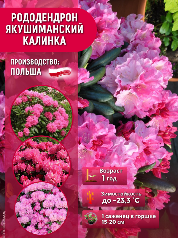 Рододендрон якушиманский Калинка саженец в горшке р9